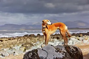 Wales, Gwynedd, near Harlech. A Saluki cross Lurcher standing on a large rock on the beach at Llanfair