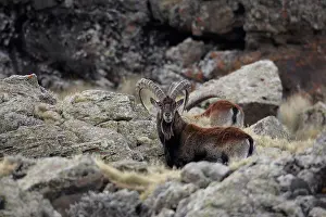 Ethiopia Prints: Walia Ibex (Capra walie) adult males, standing amongst rocks, Simien Mountains, Ethiopia
