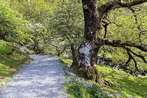Cascade Prints: Walk to the waterfall at Coedydd Aber National Nature Reserve