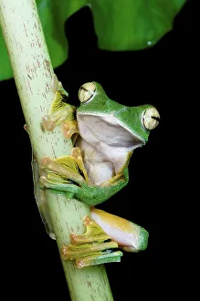 Animal Mouth Prints: Wallace's Flying frog (Rhacophorus nigropalmatus) perched in understory vegetation