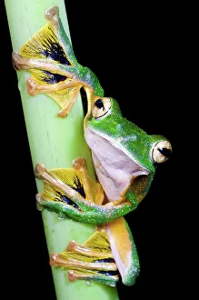 Animal Mouth Prints: Wallace's Flying frog (Rhacophorus nigropalmatus) perched in understory vegetation