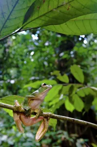 Frog Prints: Wallace's Flying frog (Rhacophorus nigropalmatus) perched in understory vegetation