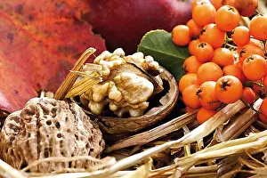 Studio Photograph Prints: Walnuts and firethorn in straw