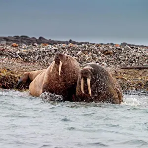 Norway Prints: Two Walruses (Odobenus rosmarus) on the beach, Spitsbergen, Svalbard Islands, Norway