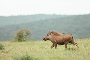 Public Land Prints: Warthog, Addo Elephant National Park, Eastern Cape, South Africa, Africa