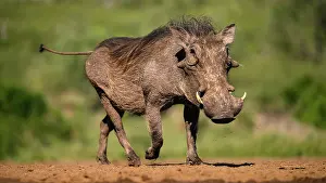Wilde Prints: Warthog, South Africa, Africa Copyright: JanettexHill 1185-436 RECORD DATE NOT STATED