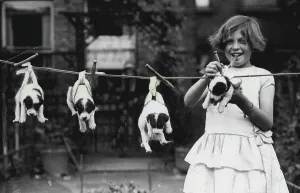 Puppies Prints: Washing Day - For The Pups.The young kennel-maid has her own ideas on how to dry her pedigree charges after their bath