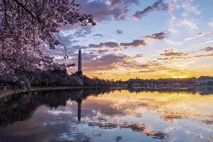 Blue Hour Prints: Washington Monument framed by cherry blossoms in peak bloom in W