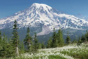 Jaynes Gallery Prints: Washington, Mount Rainier National Park. Avalanche lilies and Mount Rainier