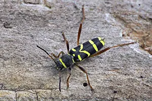 Insect Prints: Wasp beetle (Clytus arietis), wasp-mimicking longhorn beetle