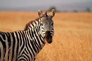 Stallion Prints: Watchful plains zebra in the Masai Mara National Reserve, Kenya