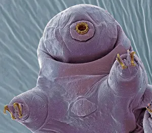 Freshwater Prints: Water bear. Coloured scanning electron micrograph (SEM) of a water bear