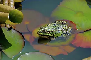 Frog Prints: Water frog in the garden pond, pond frog (Rana kl. esculenta), water frog