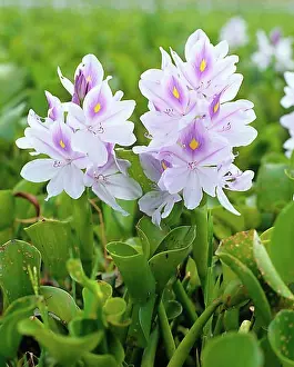 In Flower Prints: Water hyacinth (Eichhornia crassipes), Pontederiaceae, pikeweed plants