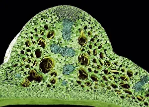 Electron Prints: Water lily stem, SEM