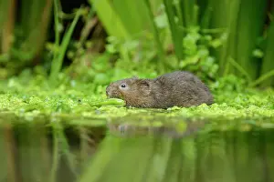 Feeding Prints: Water Vole (Arvicola amphibius) adult