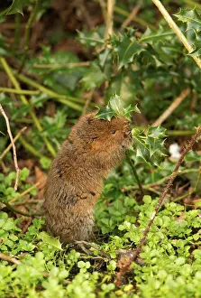 Feeding Prints: Water Vole (Arvicola terrestris) adult, feeding on holly leaf, Derbyshire, England, March