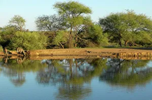 Water Hole Prints: Waterbuck (Kobus ellipisiprymnus) drinking at waterhole