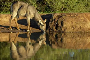 Water Hole Prints: Waterbuck (Kobus ellipisiprymnus) drinking at waterhole