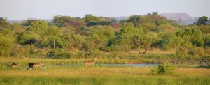 Waterbuck (Kobus ellipisiprymnus) herd and Cattle Egrets (Bubulcus ibis) in wetland