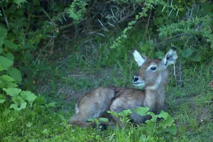 Hiding Prints: Waterbuck (Kobus ellipisiprymnus) juvenile at edge of pan