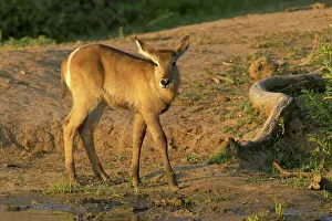 Waterbuck Prints: Waterbuck (Kobus ellipisiprymnus) juvenile at edge of waterhole