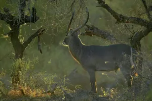 Single Male Prints: Waterbuck (Kobus ellipisiprymnus) in veld its breath condensing in cold morning air