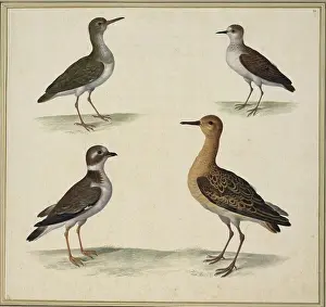 Biodiversity Prints: A watercolor and ink illustration by Johann Jakob Walther depicting the bird species Hypoleucos
