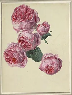 Subject Prints: Watercolor by Sebastian Wegmayr depicting roses