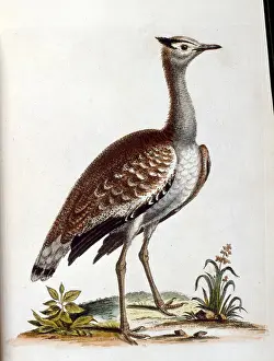 George Prints: watercolour illustration from a book of rare birds by G Edwards 1750