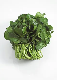Background White Prints: Watercress (nasturtium officinale) Salad, Leaves against White Background
