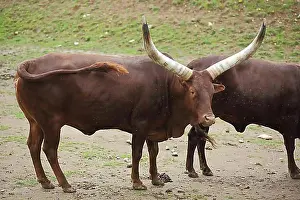 Bovidae Prints: Watussi cattle (Bos primigenius hahni)