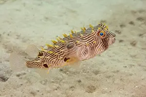 Florida Prints: The Web burrfish (Chilomycterus antillarum) reaches around one foot in length; Florida
