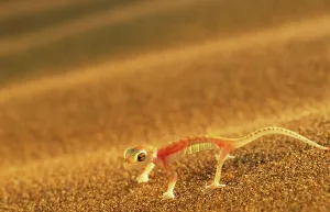 Gecko Prints: Web-Footed Gecko. Swakopmund. Namibia