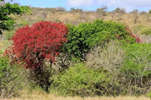 Zulu Kingdom Prints: Weeping Boer Bean, huilboerboon