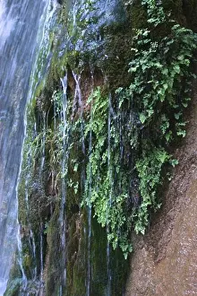 Verticals Prints: Weeping wall of FERNS at STONE CREEK WATERFALL near DUBENDORF CAMP at mile 132 - GRAND CANYON NATIONAL PARK
