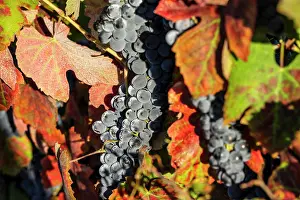 Geheimnisvoll Prints: Weinberg with black grapes vineyard with black grapes