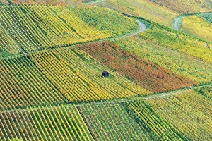 Southern Prints: Weinberge im Herbst, Rotenberg