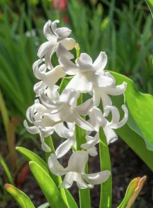 Springtime Prints: Weisse Gartenhyazinthe, Hyazinthe (Hyacinthus)