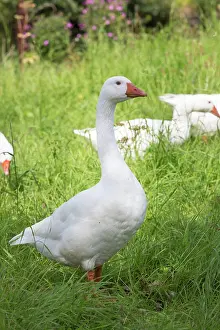 Organisch Prints: Weiße Gans white goose Copyright: xZoonar.com/HendrikxFuchsx 11339242