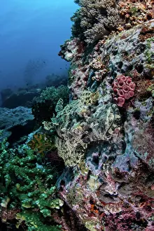 Biodiversity Prints: A well-camouflaged Crocodilefish lies on a coral reef in Indonesia