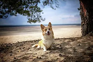Domestic Dogs Prints: A Welsh Corgi Pembroke dog poses under a tree on the edge of the desert