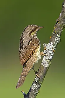 Wendehals auf Sitzwarte, Jynx torquilla