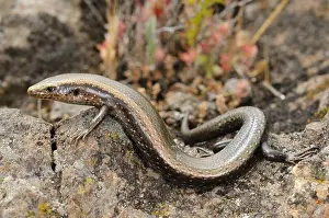 West Canary Skink (Chalcides viridianus coeruleopunctatus) adult, resting on rock, La Gomera, Canary Islands