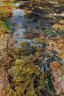 Matter Prints: West Coast Inisheer Island Aran Islands West Ireland