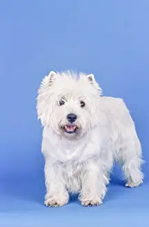 Animal Breed Prints: West Highland White Terrier on blue background