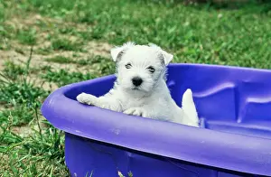 Animal Breed Prints: West Highland White Terrier puppy sitting in purple kiddie pool