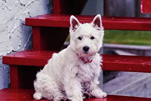Animal Breed Prints: West Highland White Terrier sitting on red wooden steps