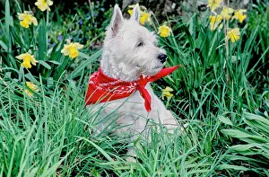 Animal Breed Prints: West Highland White Terrier wearing red bandana in long grass and flowers