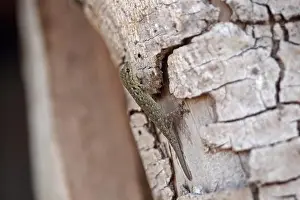 Lizards Prints: Western Dwarf Gecko (Lygodactylus gutturalis) adult
